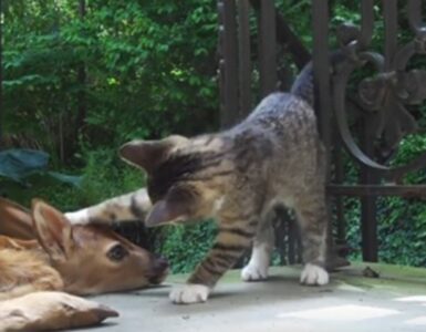 Gattino gioca con un cervo trovato in cortile