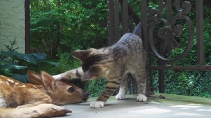 Gattino gioca con un cervo trovato in cortile