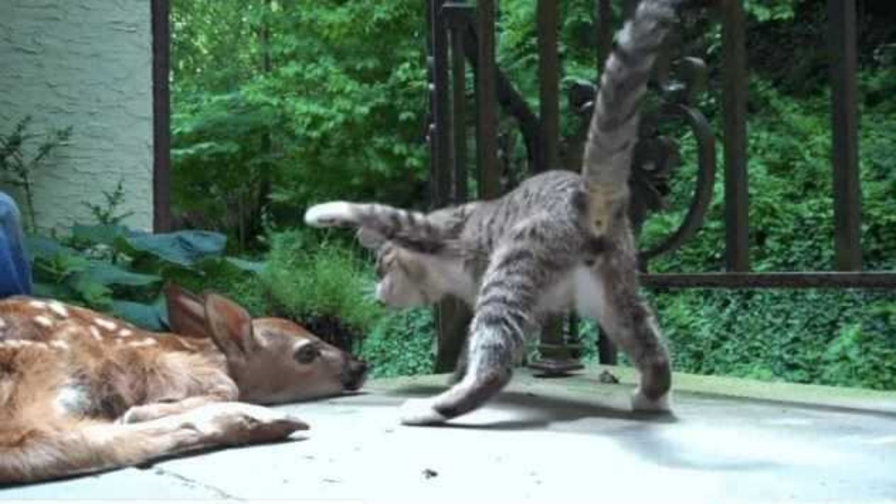 Gattino gioca con un cervo trovato in cortile