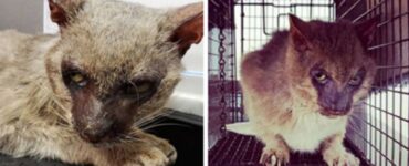 Gatto lupo mannaro: una particolare razza felina