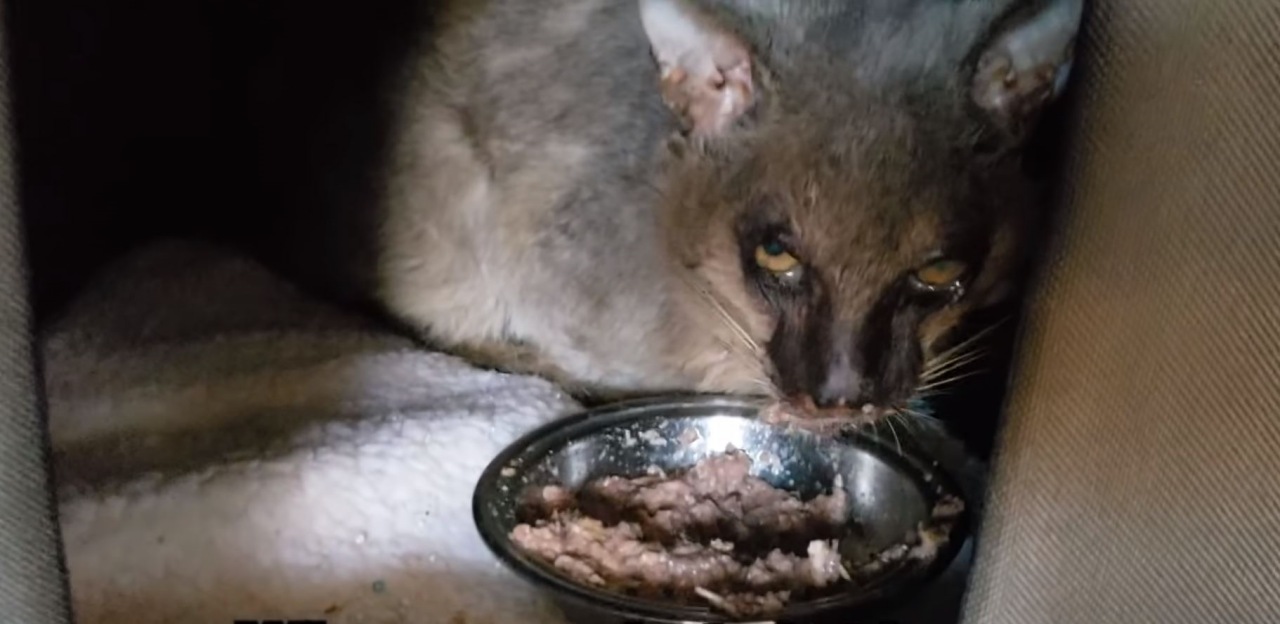 Gatto lupo mannaro: una particolare razza felina