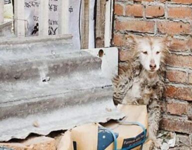 Husky ha paura e resta seduto in un angolo