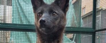 Ibrido tra volpe e cane muore all'inizio dell'anno