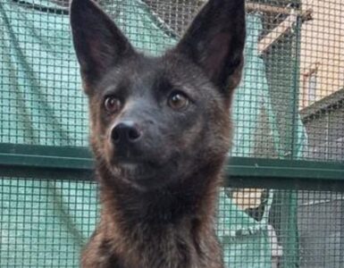 Ibrido tra volpe e cane muore all'inizio dell'anno