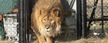 Leone libero dopo 6 anni di solitudine