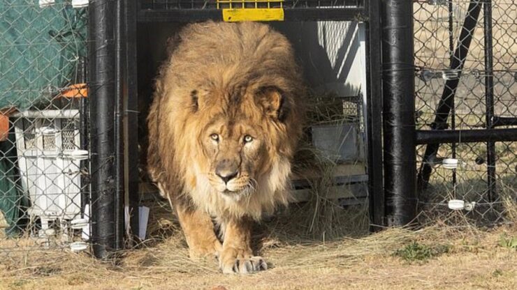 Leone libero dopo 6 anni di solitudine