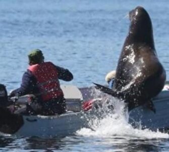 Leone marino sale su una piccola barca e rischia di farla affondare