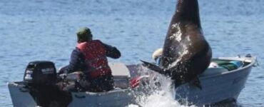 Leone marino sale su una piccola barca e rischia di farla affondare
