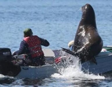 Leone marino sale su una piccola barca e rischia di farla affondare