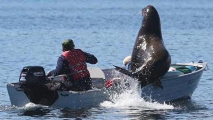 Leone marino sale su una piccola barca e rischia di farla affondare