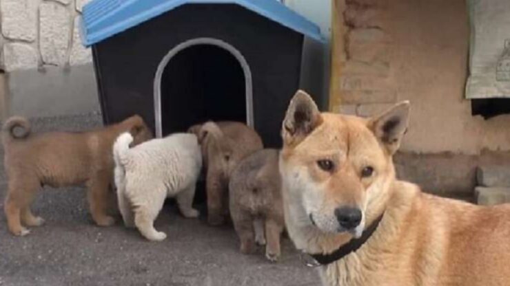 Mamma cane ed i suoi cuccioli accolti da un brav'uomo