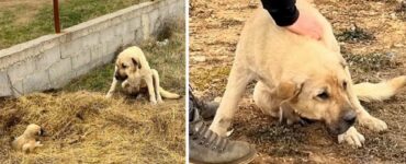 Mamma protegge cucciolo con il suo corpo