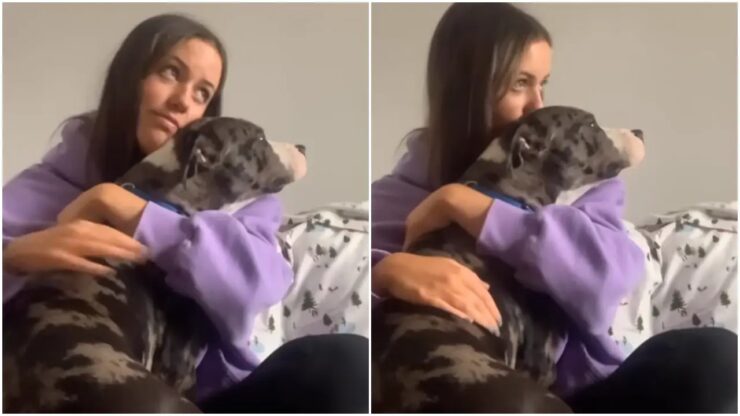 Pitbull abbandonato in un parcheggio e salvato da una ragazza