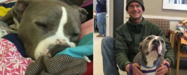 Pitbull adottato dal suo volontario preferito dopo 93 giorni in rifugio