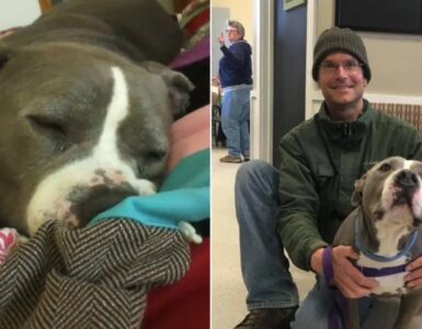 Pitbull adottato dal suo volontario preferito dopo 93 giorni in rifugio