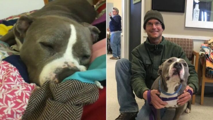 Pitbull adottato dal suo volontario preferito dopo 93 giorni in rifugio