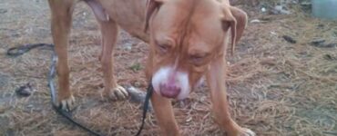 Pitbull bruciato con le sigarette