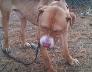 Pitbull bruciato con le sigarette