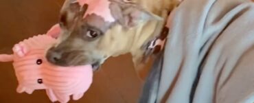 Pitbull dopo l'incendio torna a sorridere