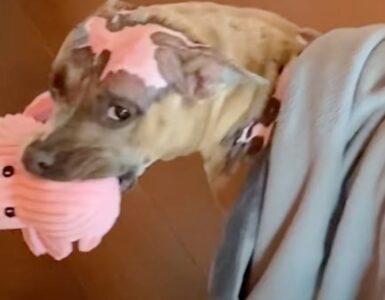 Pitbull dopo l'incendio torna a sorridere