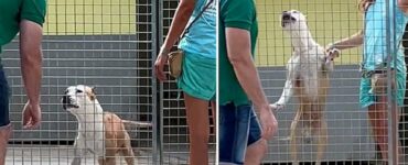 Pitbull incontra il suo nuovo papà ed impazzisce di gioia