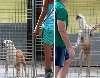 Pitbull incontra il suo nuovo papà ed impazzisce di gioia