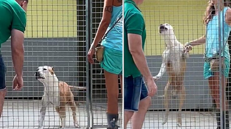 Pitbull incontra il suo nuovo papà ed impazzisce di gioia