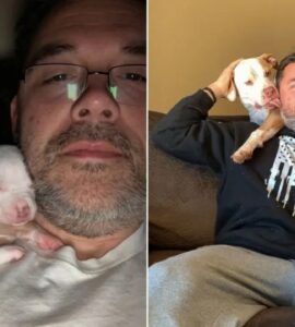 Pitbull si addormenta sulla spalla nonostante i 50 kg
