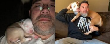 Pitbull si addormenta sulla spalla nonostante i 50 kg