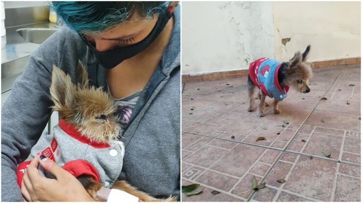 Proprietaria con il suo cane: non è pronta a dirgli addio