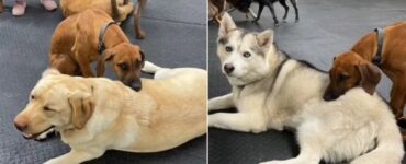 Rhodesian Ridgeback usa i compagni come cuscino per riposare
