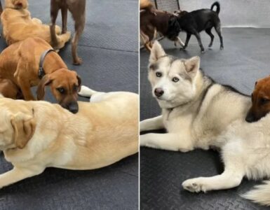 Rhodesian Ridgeback usa i compagni come cuscino per riposare