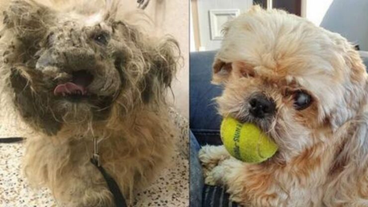 Shih Tzu con il pelo arruffato