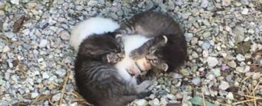 Tre gattini adottati da una famiglia