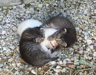 Tre gattini adottati da una famiglia