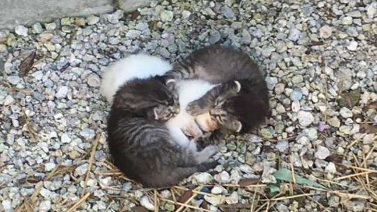 Tre gattini adottati da una famiglia