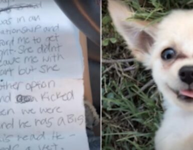 Trovato Chihuahua in aeroporto lasciato insieme ad una lettera