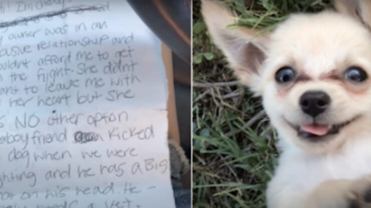 Trovato Chihuahua in aeroporto lasciato insieme ad una lettera