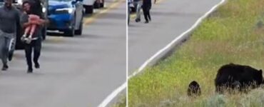 Turisti corrono incontro all'orso mettendosi in pericolo