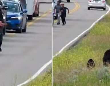 Turisti corrono incontro all'orso mettendosi in pericolo