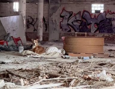 Volontarie trovano un cane in un edificio abbandonato