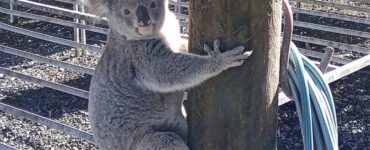 koala mangia le piantine