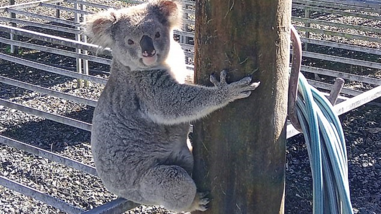 koala mangia le piantine