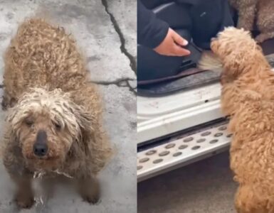 cane che sembra una pecora