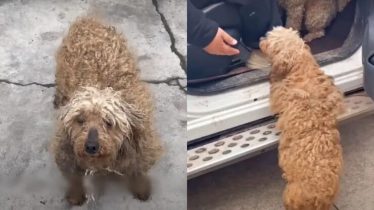 cane che sembra una pecora