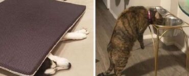 4 animali tappeto