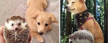 4 animali riccio