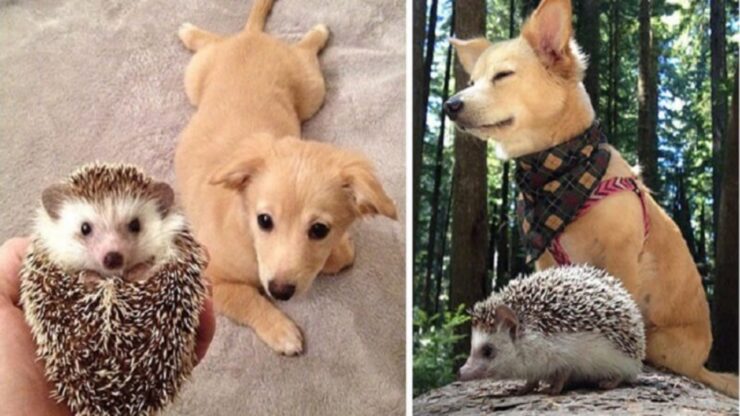 4 animali riccio