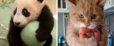 4 animali palla