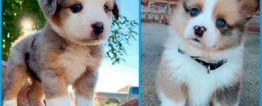 4 batuffoli piccoli